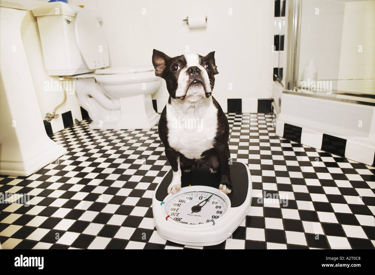 Dog on a bathroom scale Stock Photo