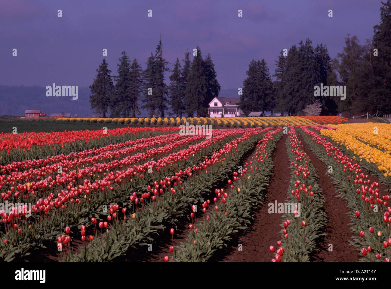 A Colourful Tulip Field in Bloom in Spring La Conner Washington State