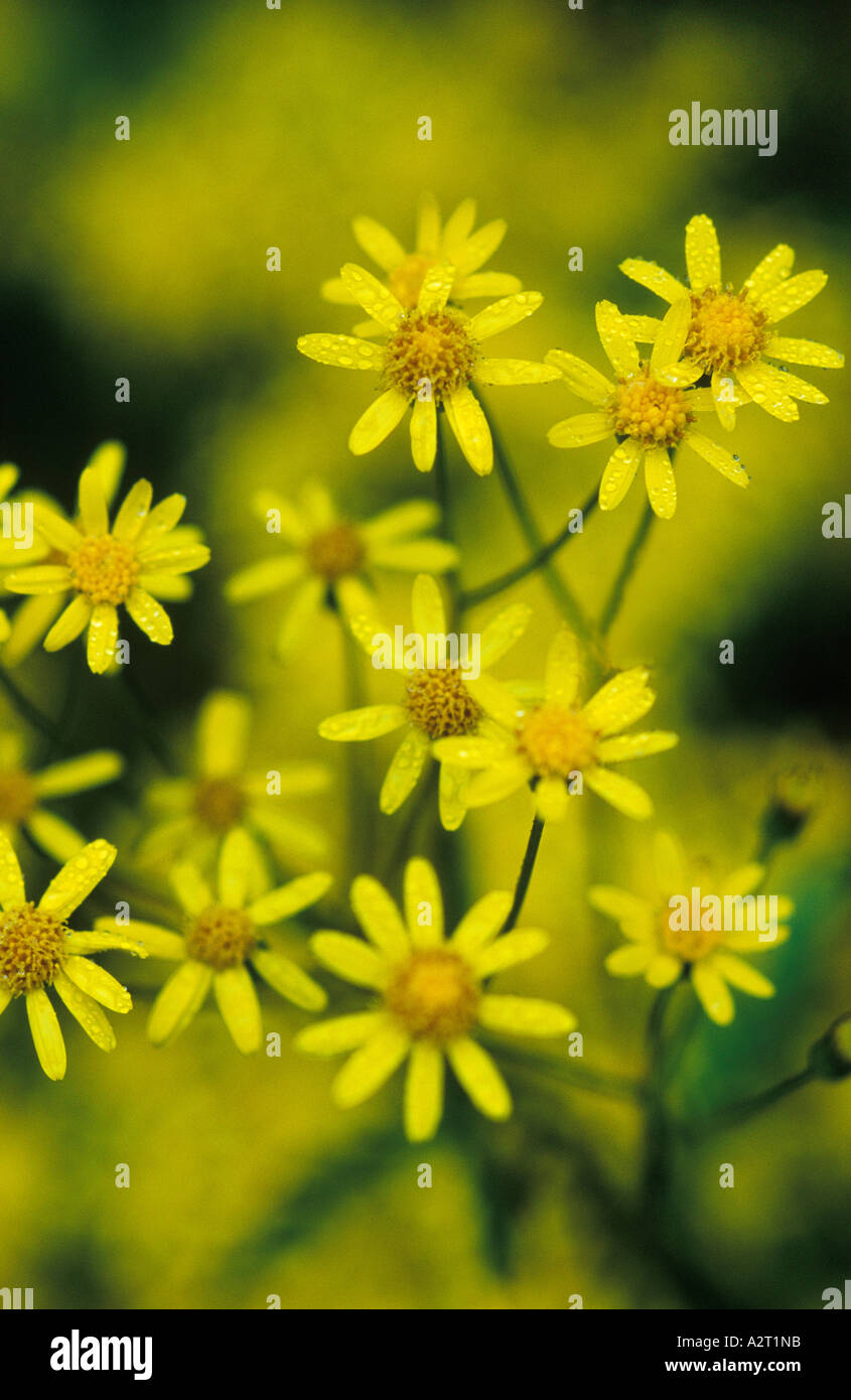 Swamp ragwort hi-res stock photography and images - Alamy