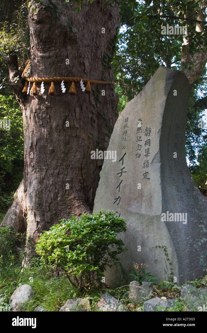 Tree with shimenawa straw rope and rock with engraving at Hiei jinja