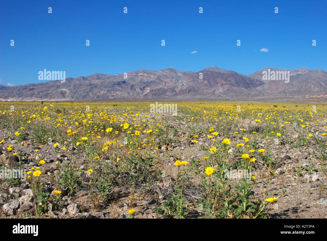 Death valley spring wildflowers hi-res stock photography and images - Alamy