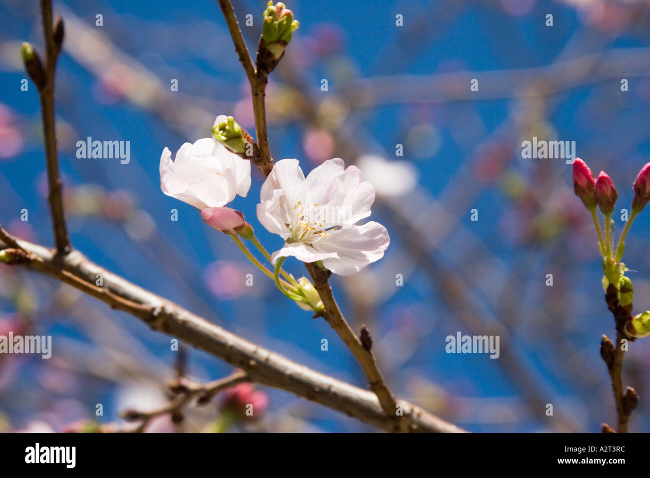 Cherry Blossoms in bloom at Peace Plaza in Japantown San Francisco