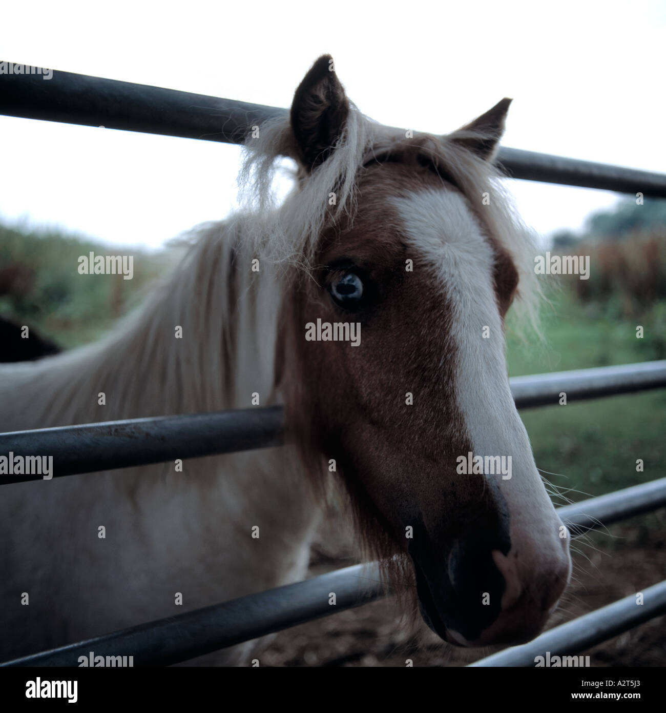 Pony gymkhana hi-res stock photography and images - Alamy