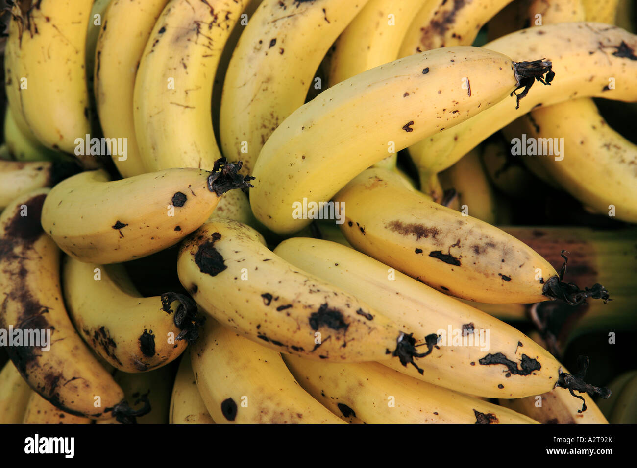 France, Martinique, bananas Stock Photo Alamy