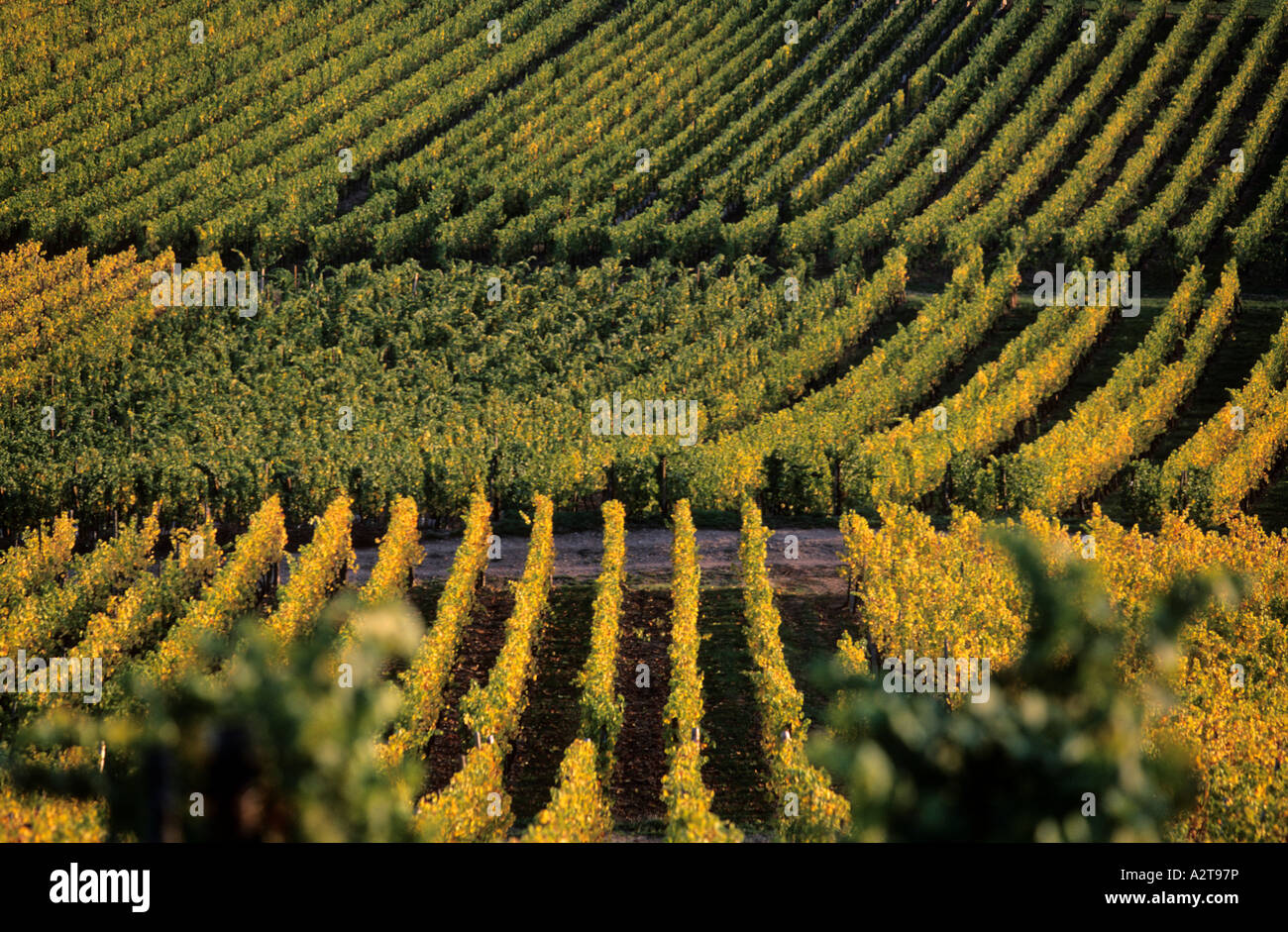 Haut Rin France, Haut Rhin, vineyards of Alsace's wine country Stock Photo - Alamy