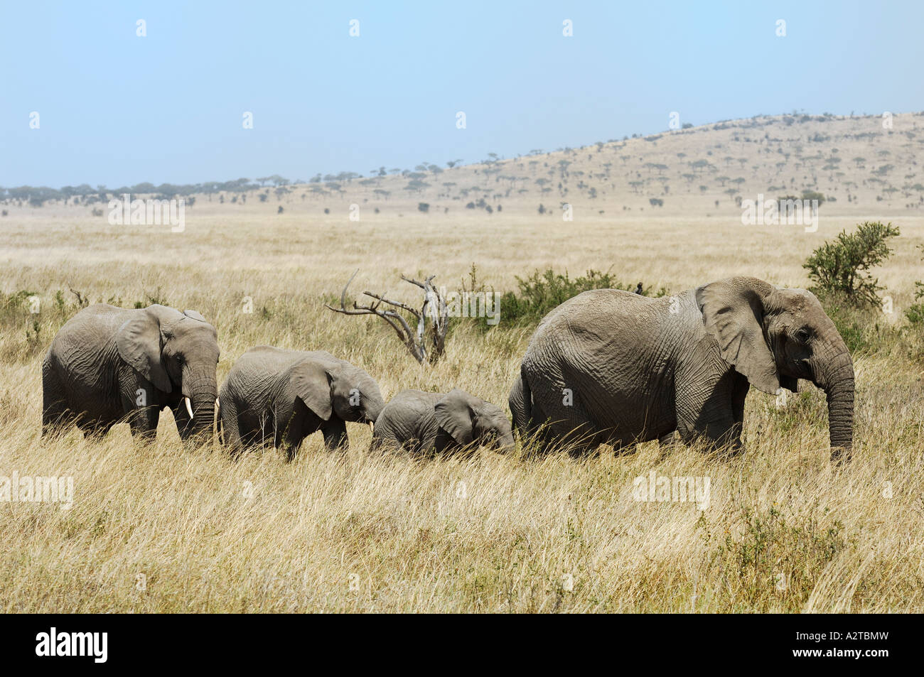 Tanzania, Serengeti National Park, elephants Stock Photo - Alamy