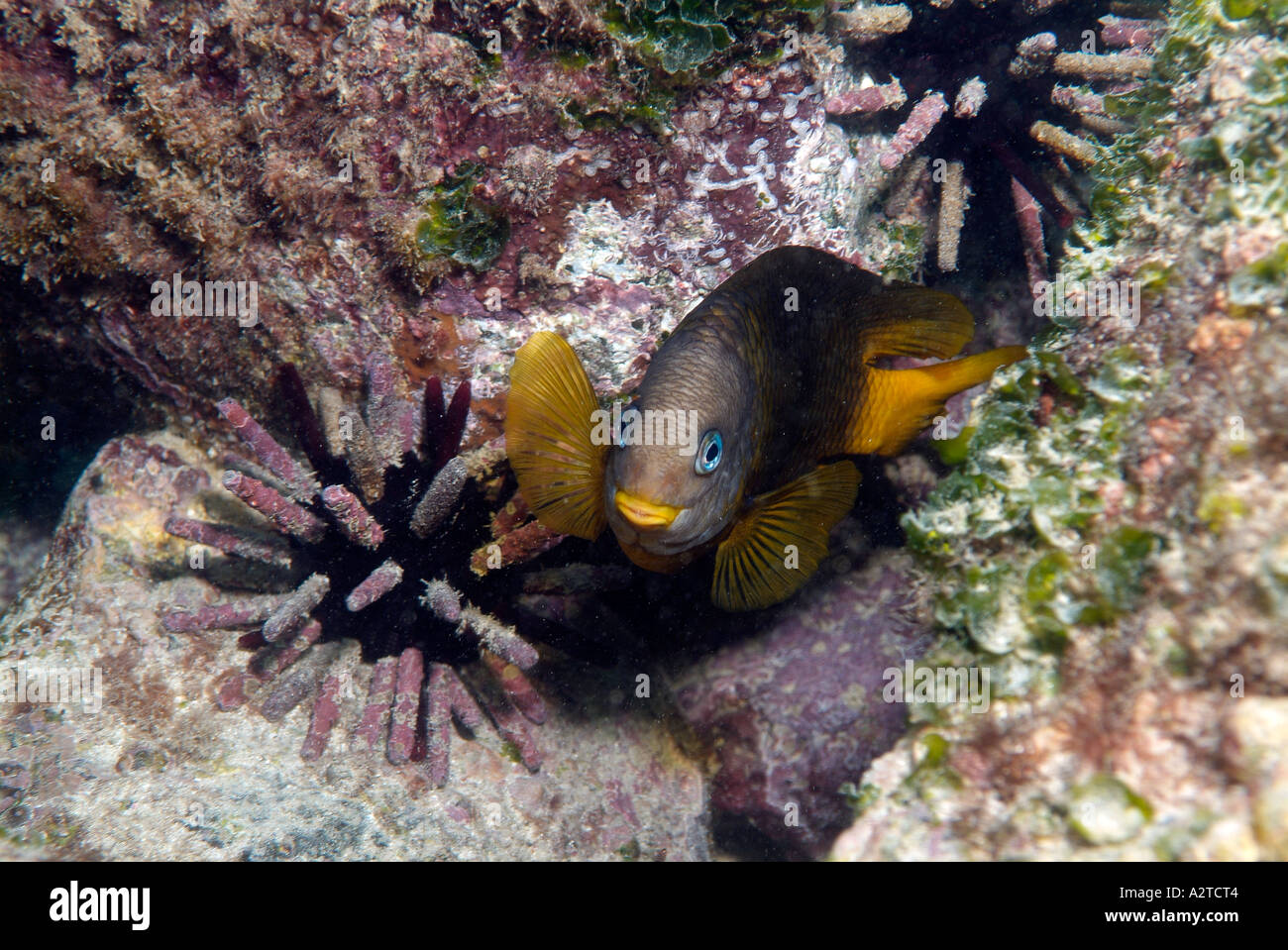 Yellowtail Damselfish in the Pacific Ocean. Stock Photo
