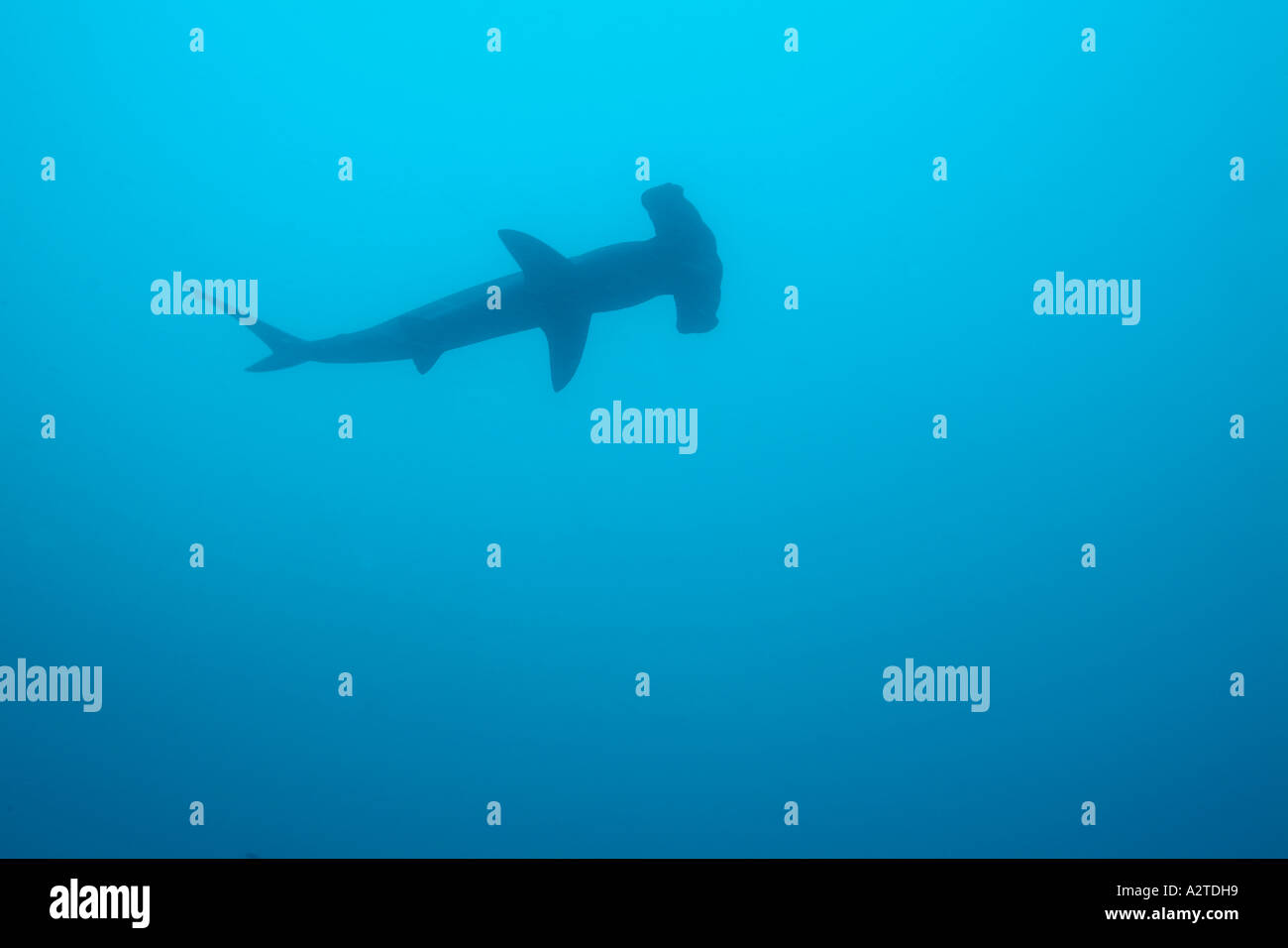 Hammerhead Shark in the Galapagos Archipelago Stock Photo Alamy