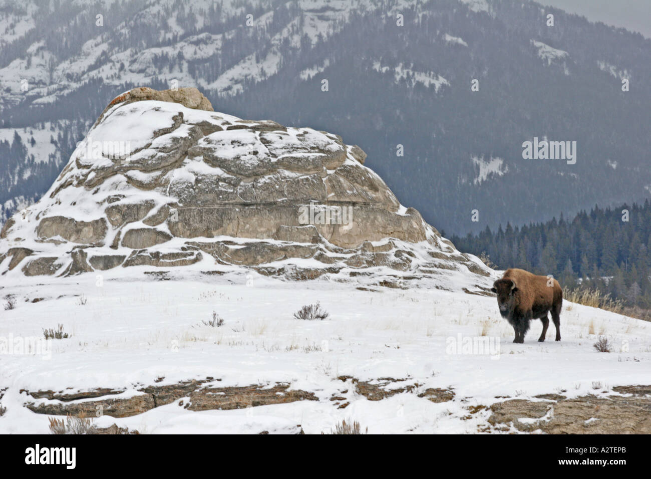 Bison and rock hi-res stock photography and images - Alamy