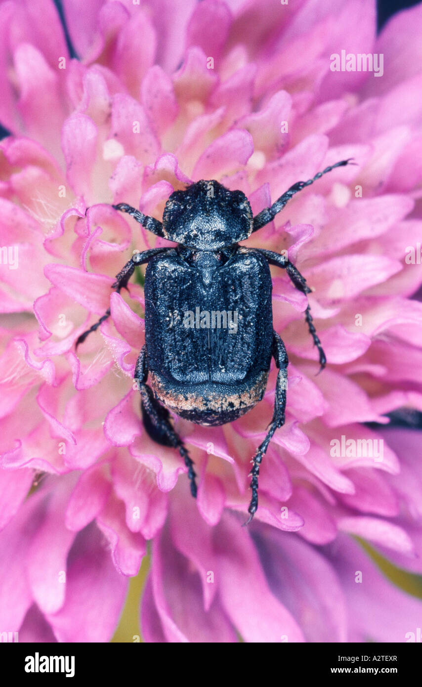 scarab beetle, lamellicorn beetle (dung beetle & chafer) (Valgus hemipterus), on pink blossom Stock Photo