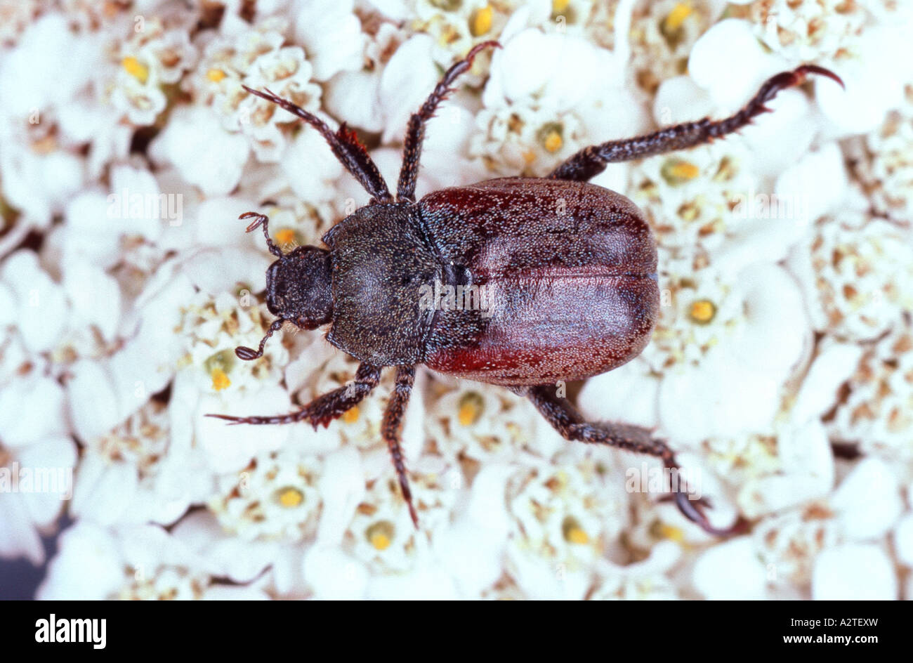 scarab beetle, lamellicorn beetle (dung beetle & chafer) (Hoplia pratensis), on white blossoms Stock Photo