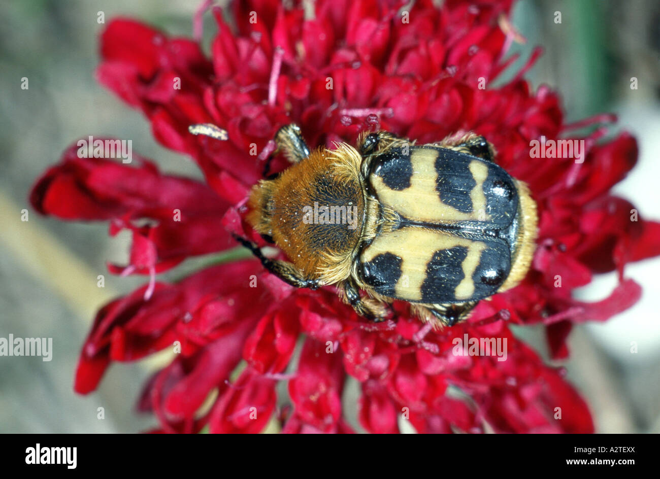 scarab beetle, lamellicorn beetle (dung beetle & chafer) (Trichius rosaceus), on red blossom Stock Photo