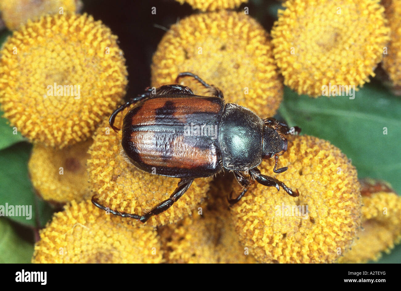 scarab beetle, lamellicorn beetle (dung beetle & chafer) (Anisoplia cyathiagera), on yellow blossoms Stock Photo
