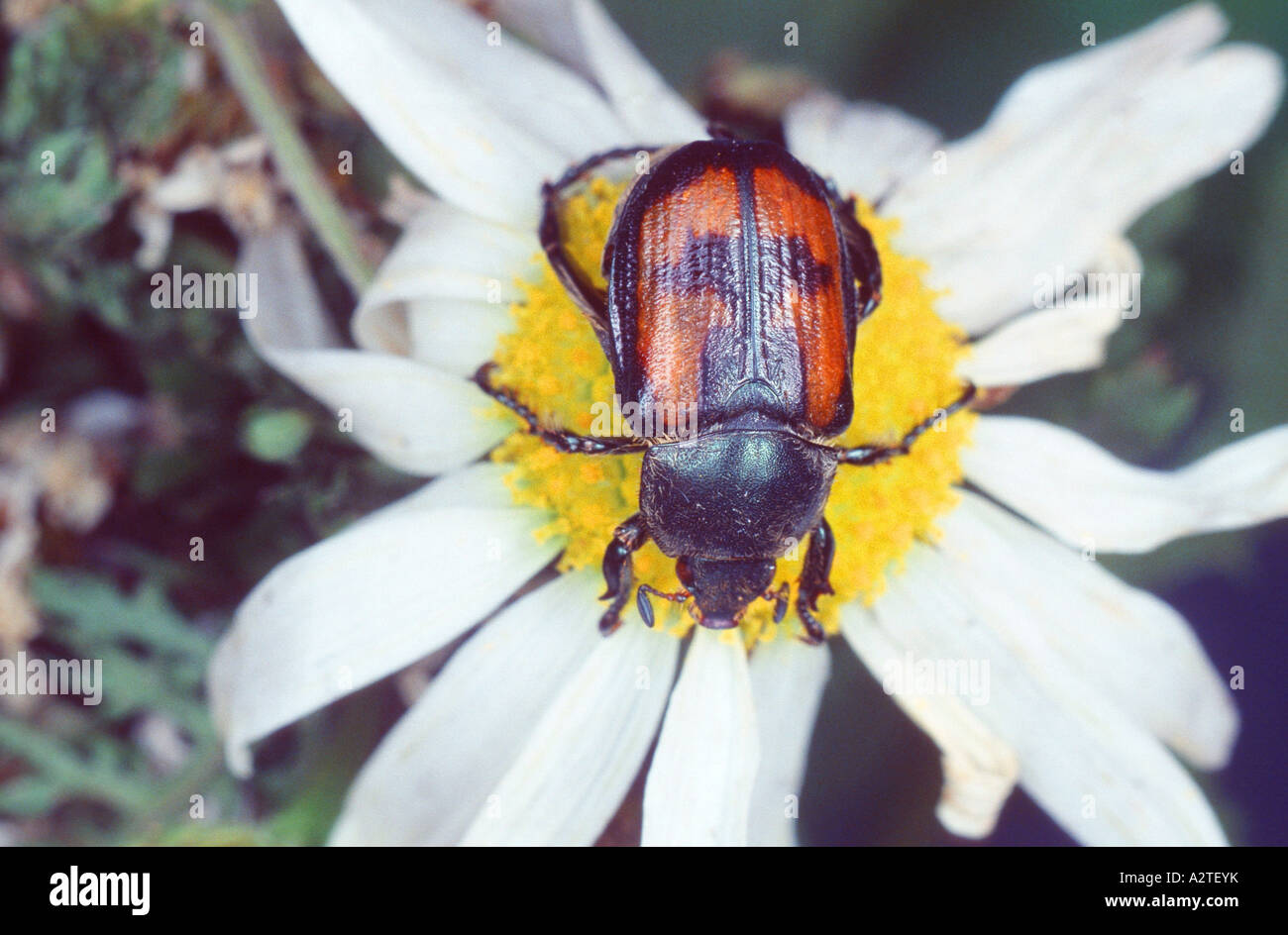 scarab beetle, lamellicorn beetle (dung beetle & chafer) (Anisoplia cyathiagera), on white blossom Stock Photo
