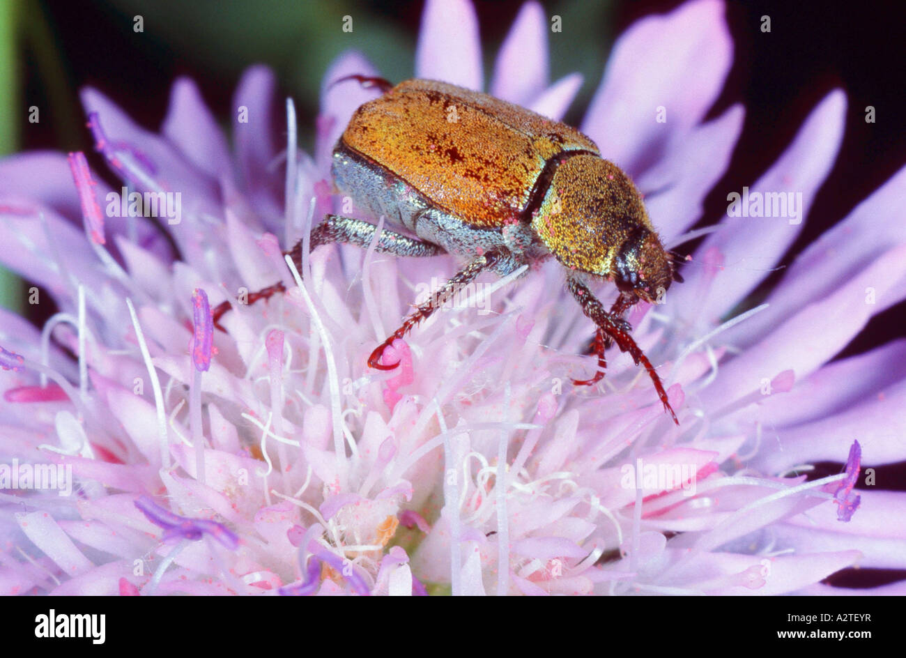 scarab beetle, lamellicorn beetle (dung beetle & chafer) (Hoplia farinosa), on pink blossom Stock Photo