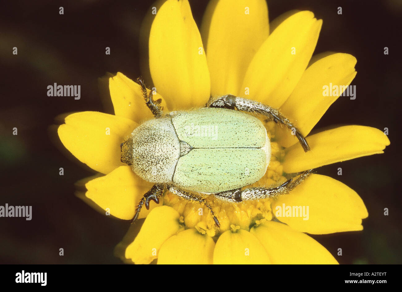 scarab beetle, lamellicorn beetle (dung beetle & chafer) (Hoplia farinosa), on yellow blossom Stock Photo