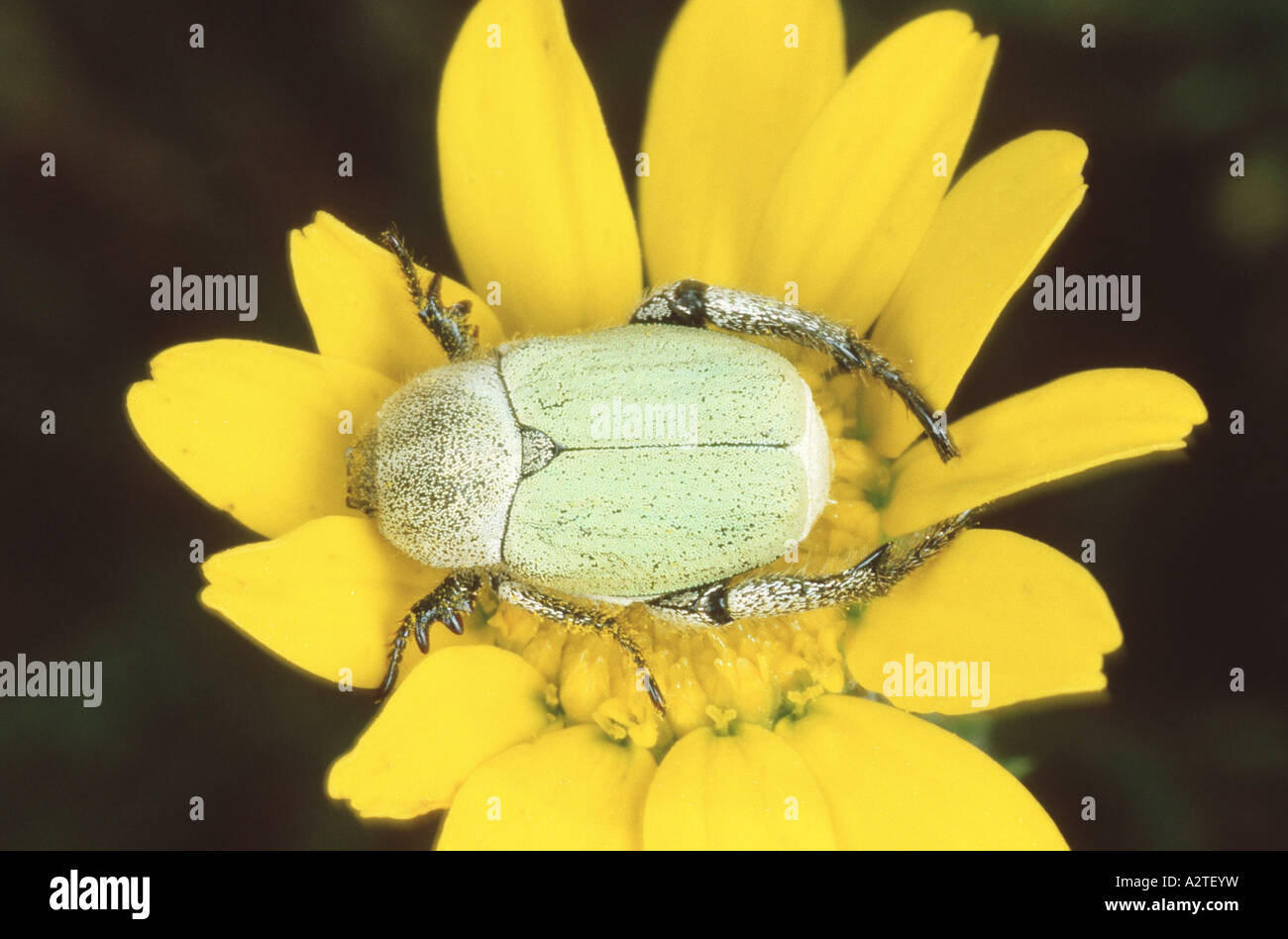 scarab beetle, lamellicorn beetle (dung beetle & chafer) (Hoplia farinosa), on pink blossom Stock Photo