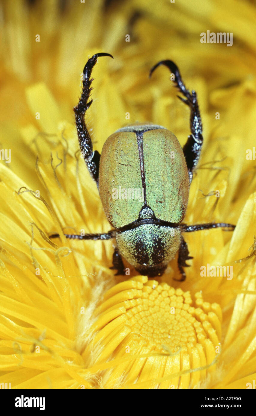 scarab beetle, lamellicorn beetle (dung beetle & chafer) (Hoplia argentata), on yellow blossom Stock Photo