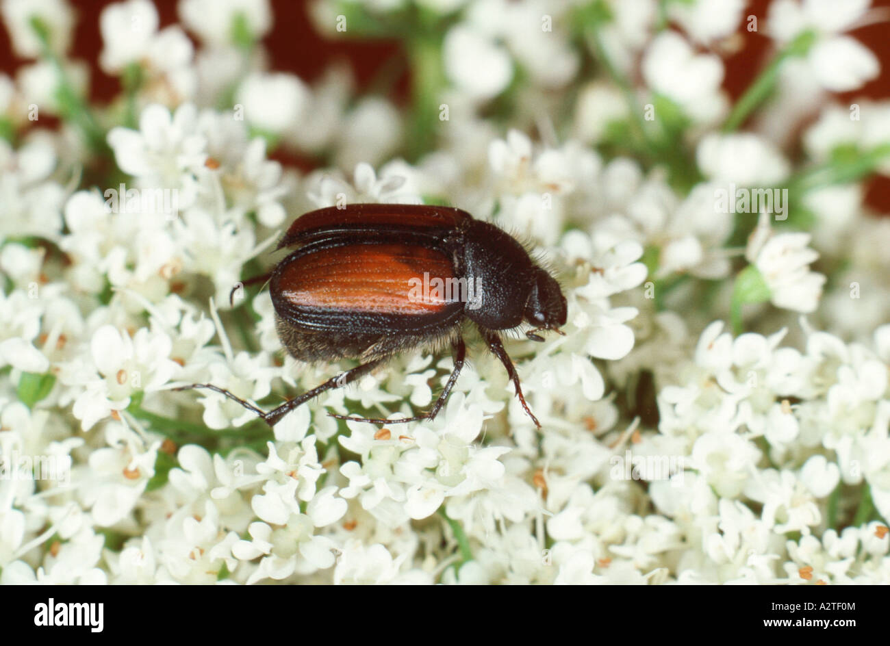 scarab beetle, lamellicorn beetle (dung beetle & chafer) (Homaloplia ruricola, Omaloplia ruricola), on white blossoms Stock Photo