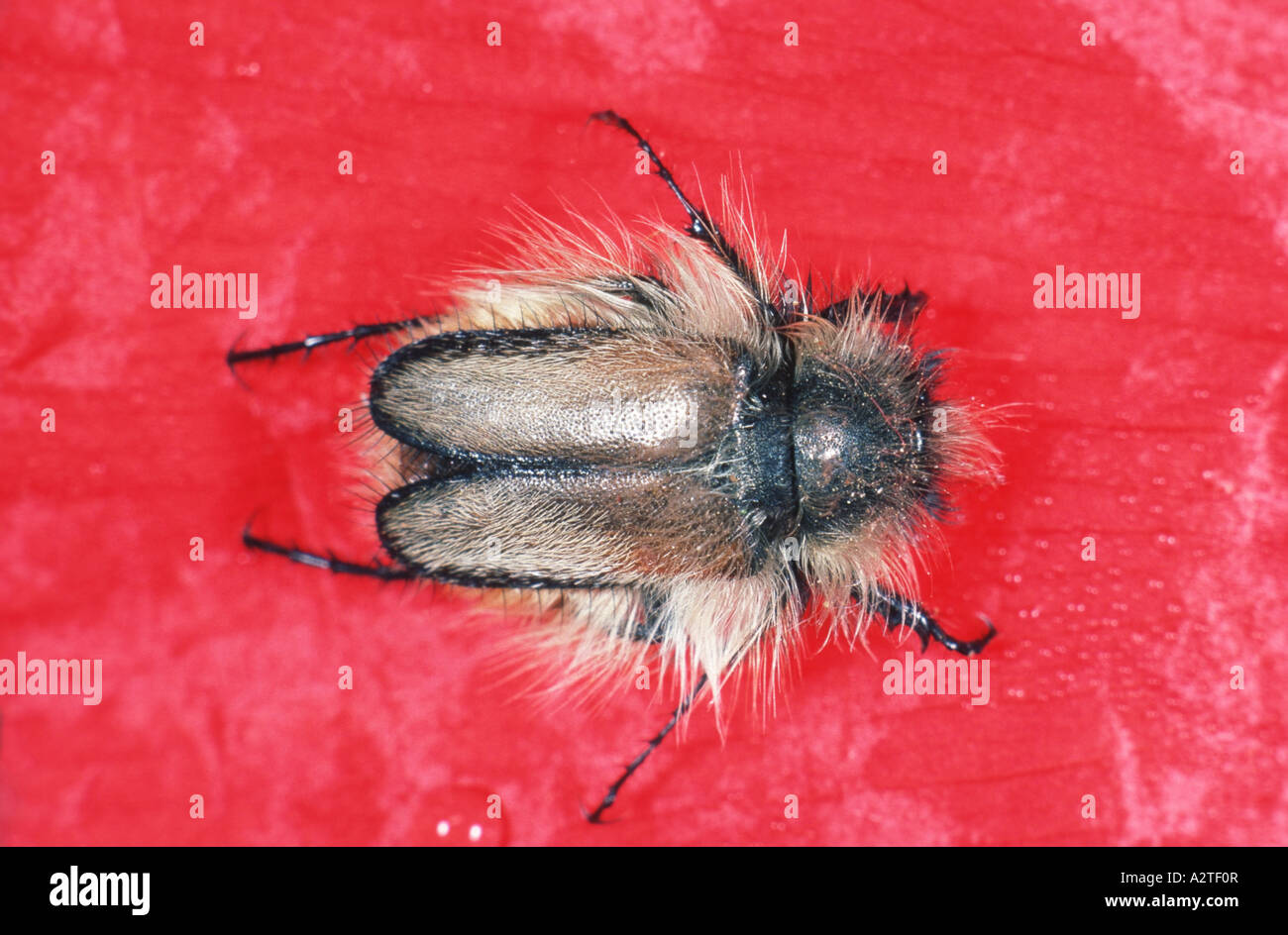 scarab beetle, lamellicorn beetle (dung beetle & chafer) (Amphiscoma arctos), on red blossom Stock Photo