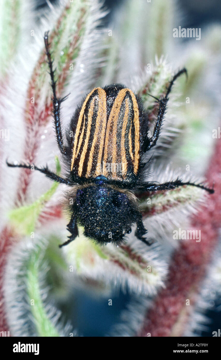 scarab beetle, lamellicorn beetle (dung beetle & chafer) (Amphiscoma lineat, A. cutea), imago Stock Photo