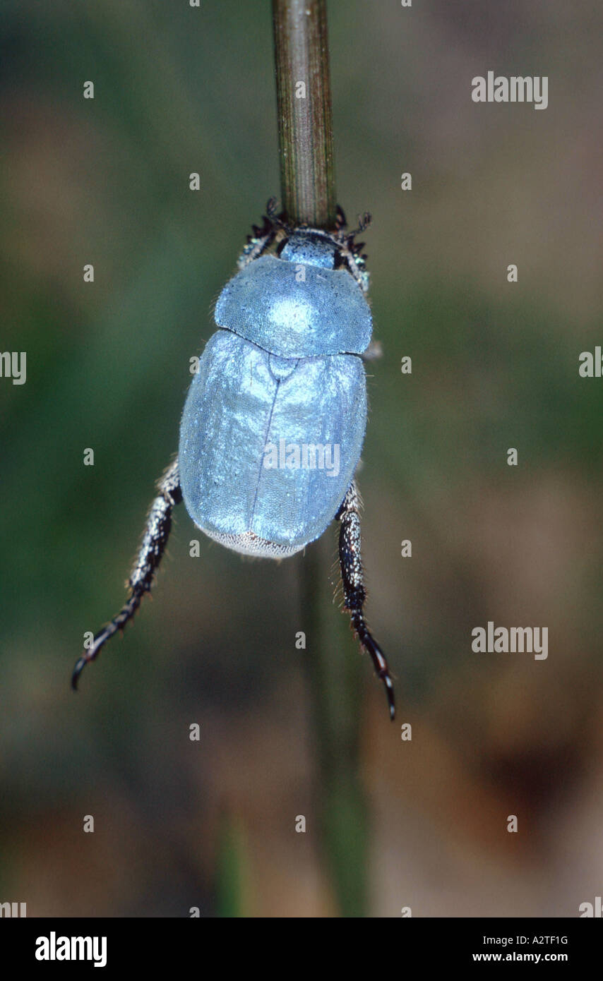 scarab beetle, lamellicorn beetle (dung beetle & chafer) (Hoplia coerulea), imago Stock Photo