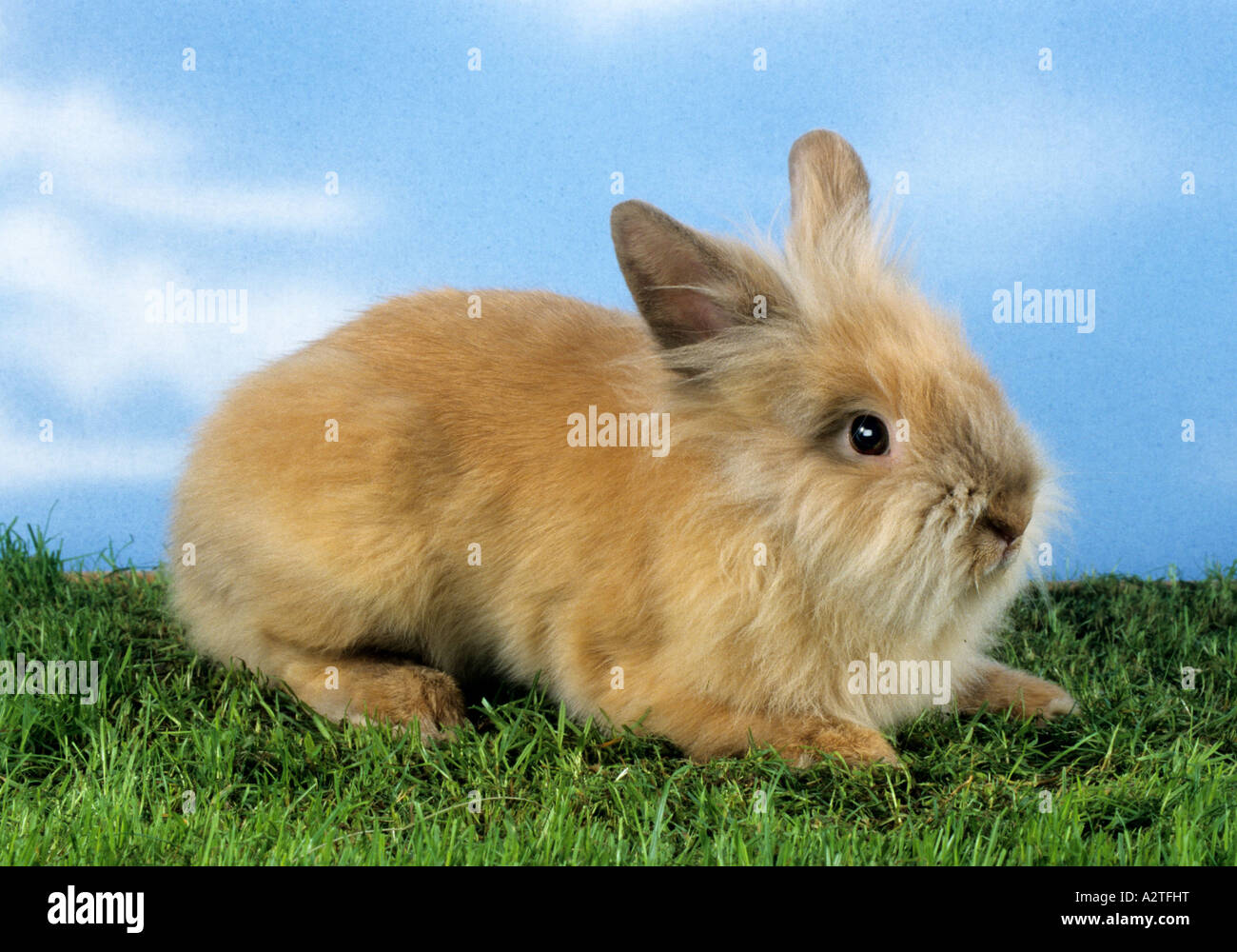 dwarf rabbit (Oryctolagus cuniculus f. domestica), Angora Stock Photo