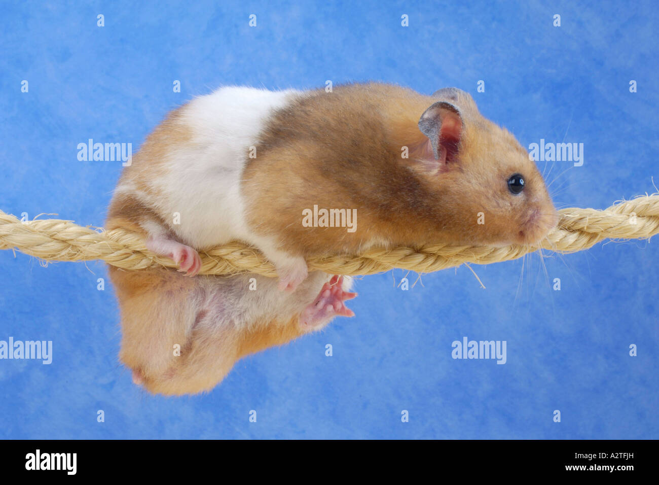 golden hamster (Mesocricetus auratus), climbing on rope Stock Photo Alamy