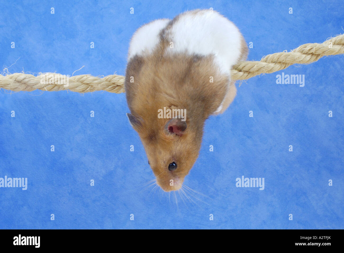 golden hamster (Mesocricetus auratus), climbing on rope Stock Photo Alamy