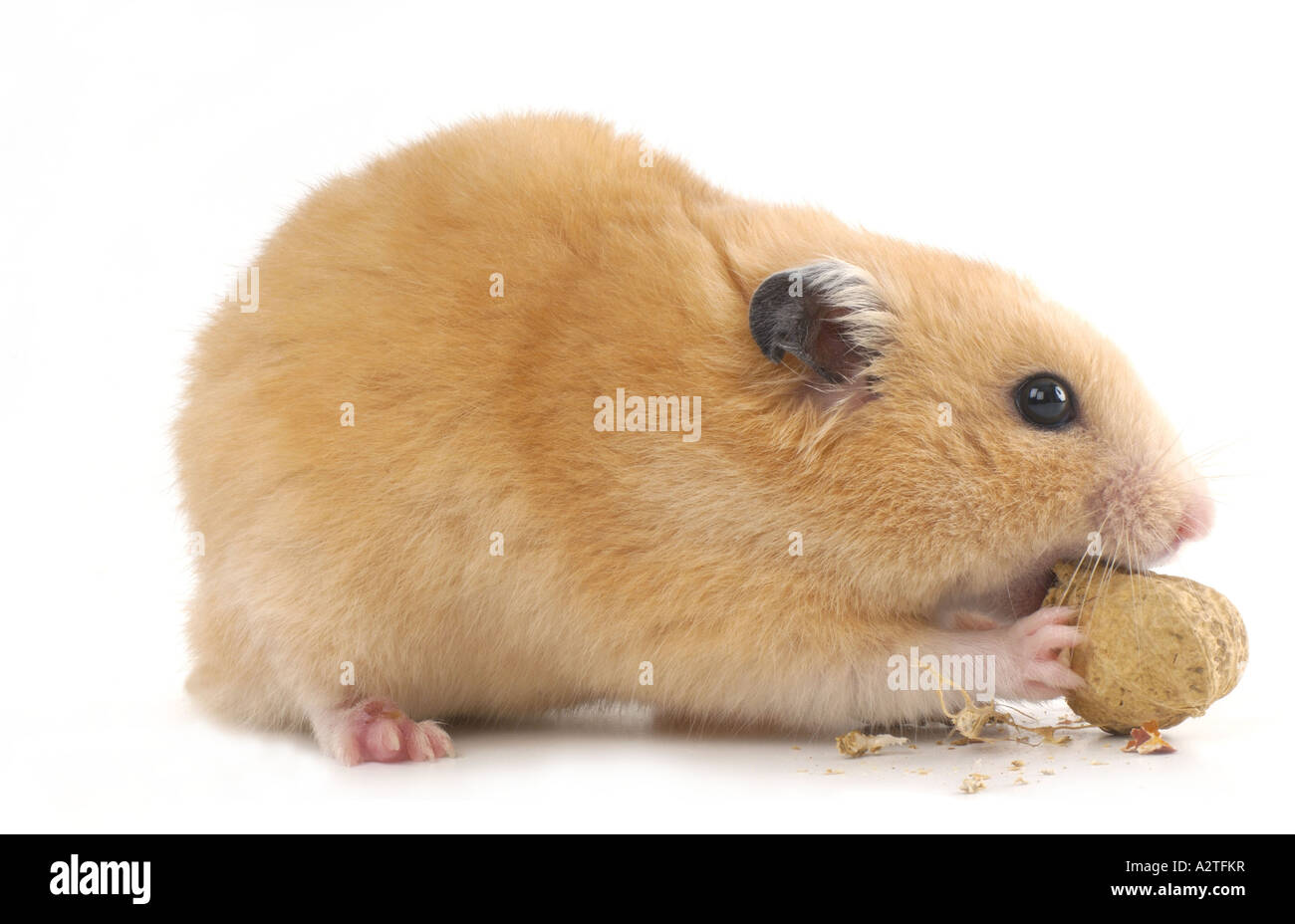 Golden Hamster Mesocricetus Auratus Nibbling On Peanut Stock Photo