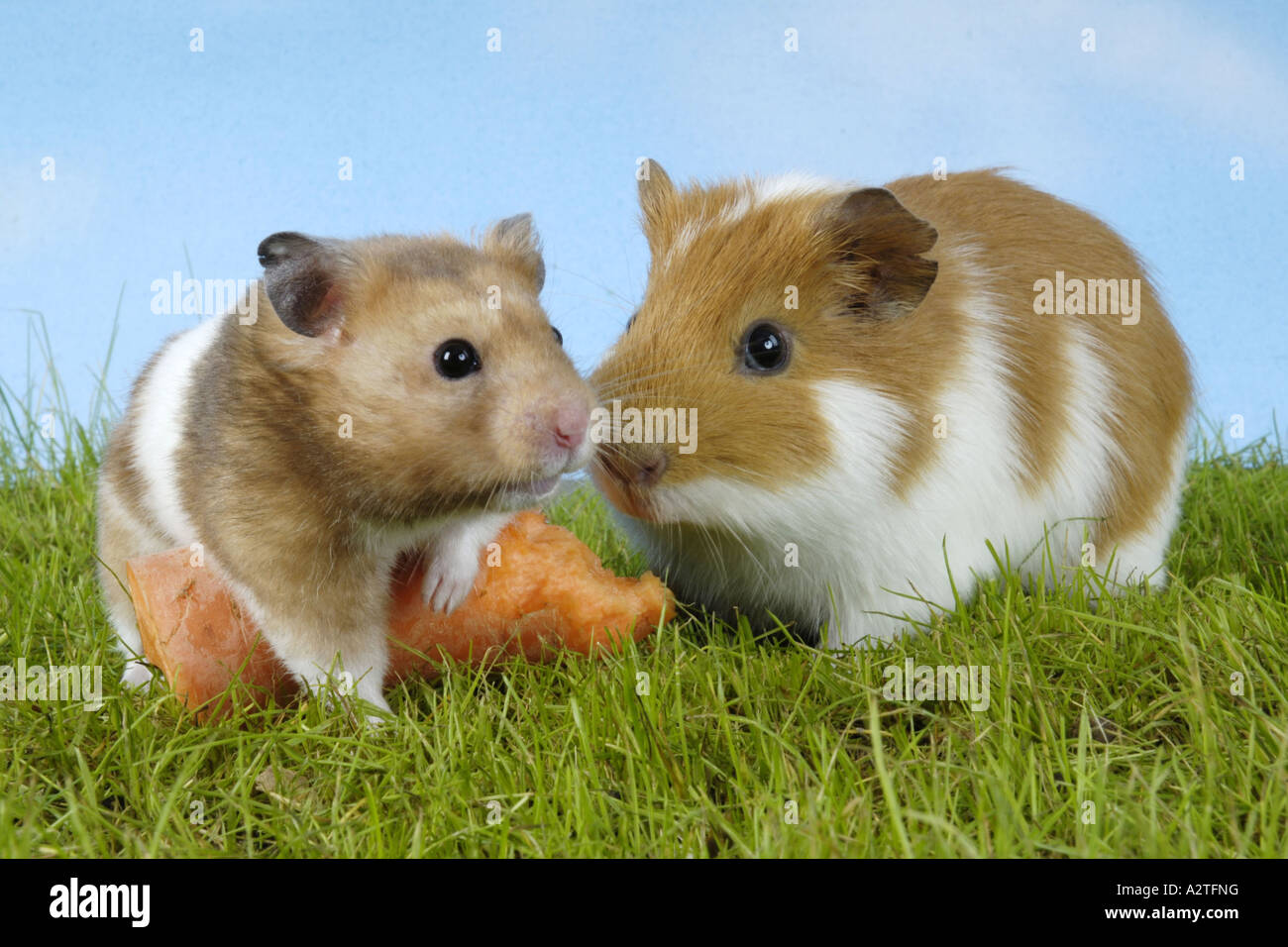 Guinea pig and golden hamster with f hi-res stock photography and images -  Alamy