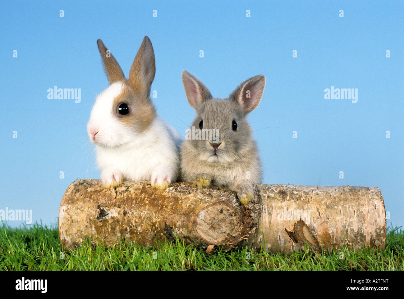 Dwarf Rabbits Two dwarf rabbit (Oryctolagus cuniculus f. domestica), two individuals with ...