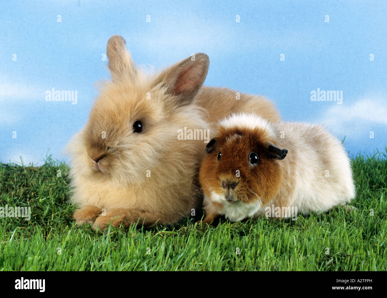 dwarf rabbit and guinea pig (Oryctolagus cuniculus f. domestica, Cavia