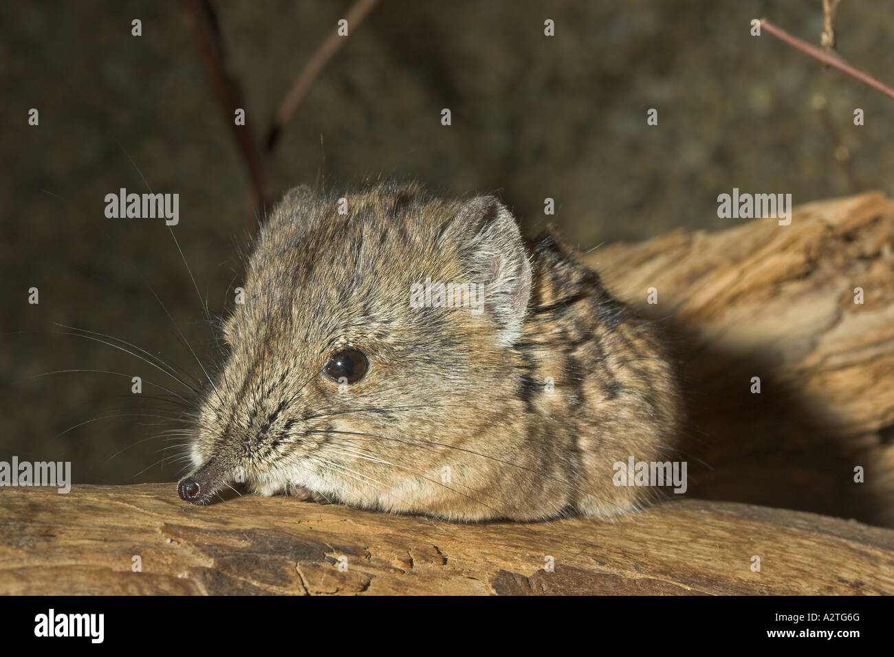 short-eared elephant shrew (Macroscelides proboscideus), portrait Stock