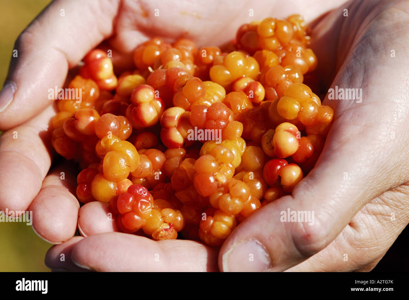 baked-apple berry, cloudberry (Rubus chamaemorus), hands with ripe fruits, swedish hjortron, plant is displayed on the Finnsih Stock Photo