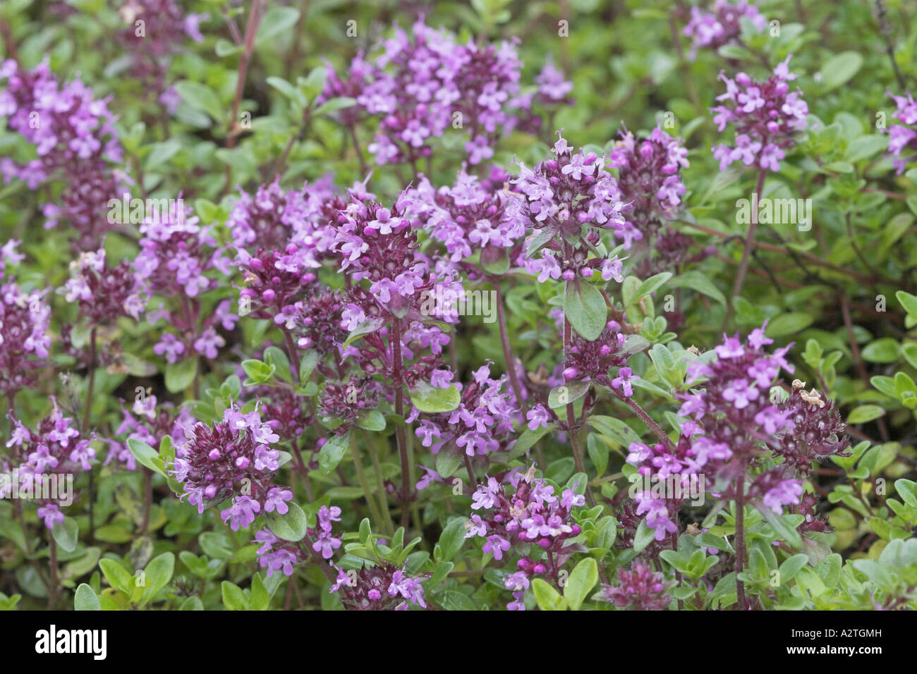 Arctic crimson thyme (Thymus praecox subsp. arcticus), blooming Stock