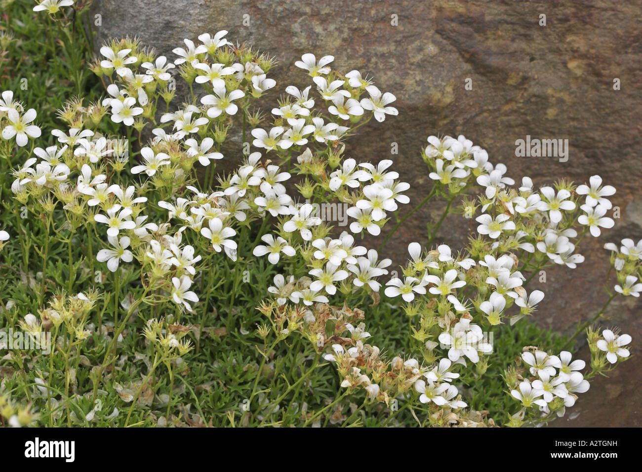 Spanish saxifrage (Saxifraga canaliculata), blooming Stock Photo
