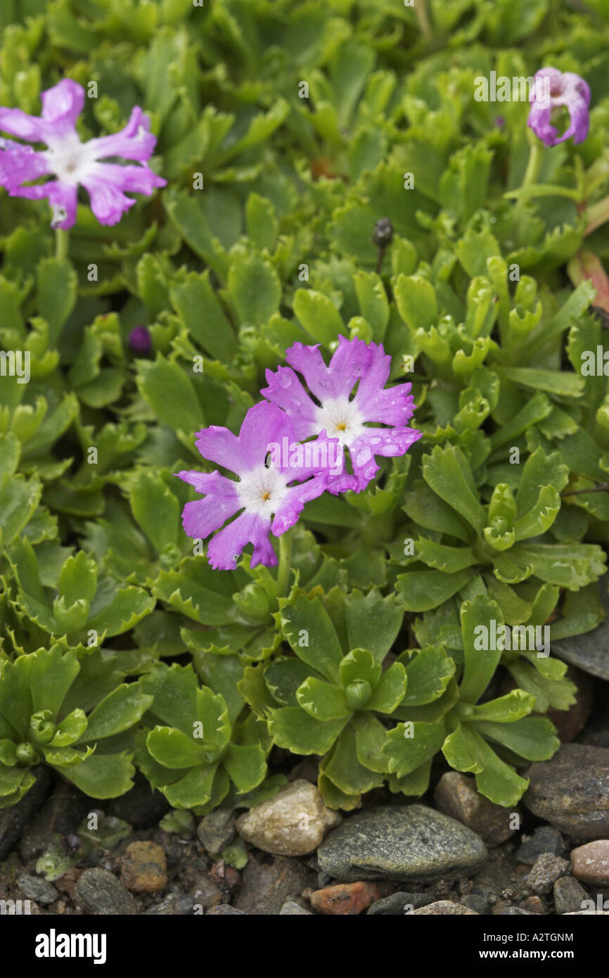 Alpine primrose (Primula minima), blooming Stock Photo