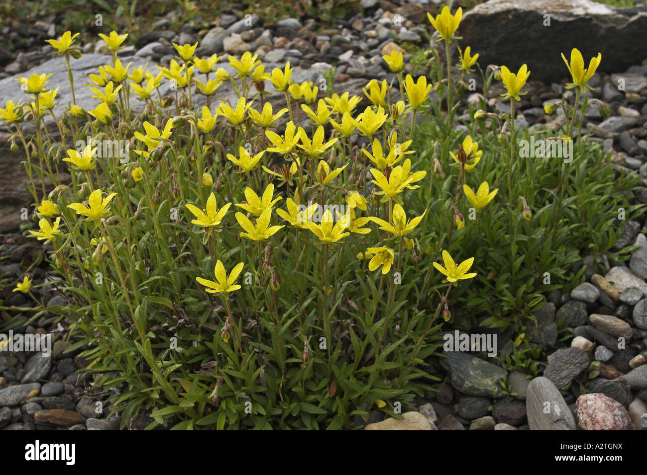 marsh saxifrage, yellow marsh saxifrage (Saxifraga hirculus), blooming Stock Photo
