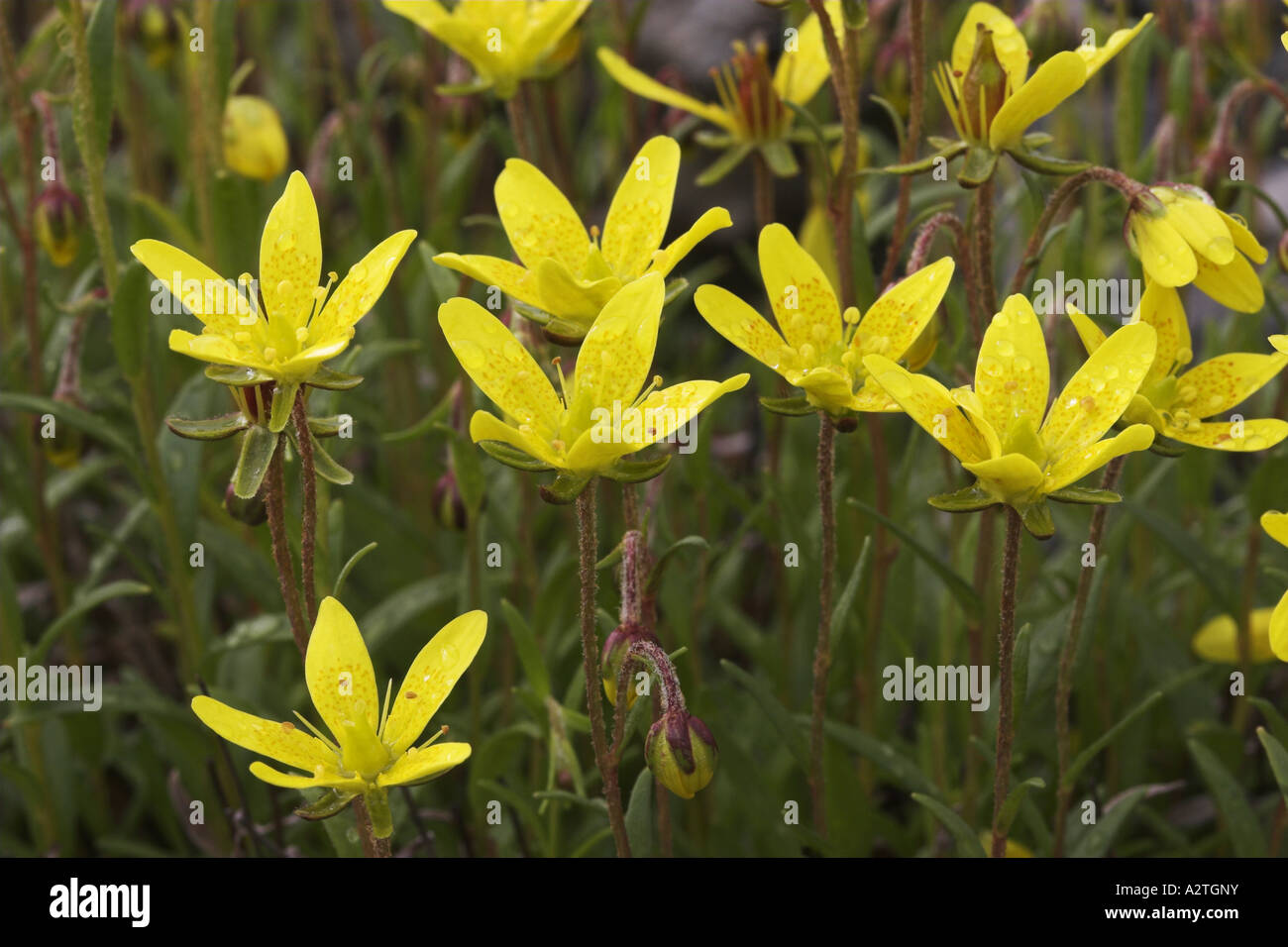marsh saxifrage, yellow marsh saxifrage (Saxifraga hirculus), flowers Stock Photo