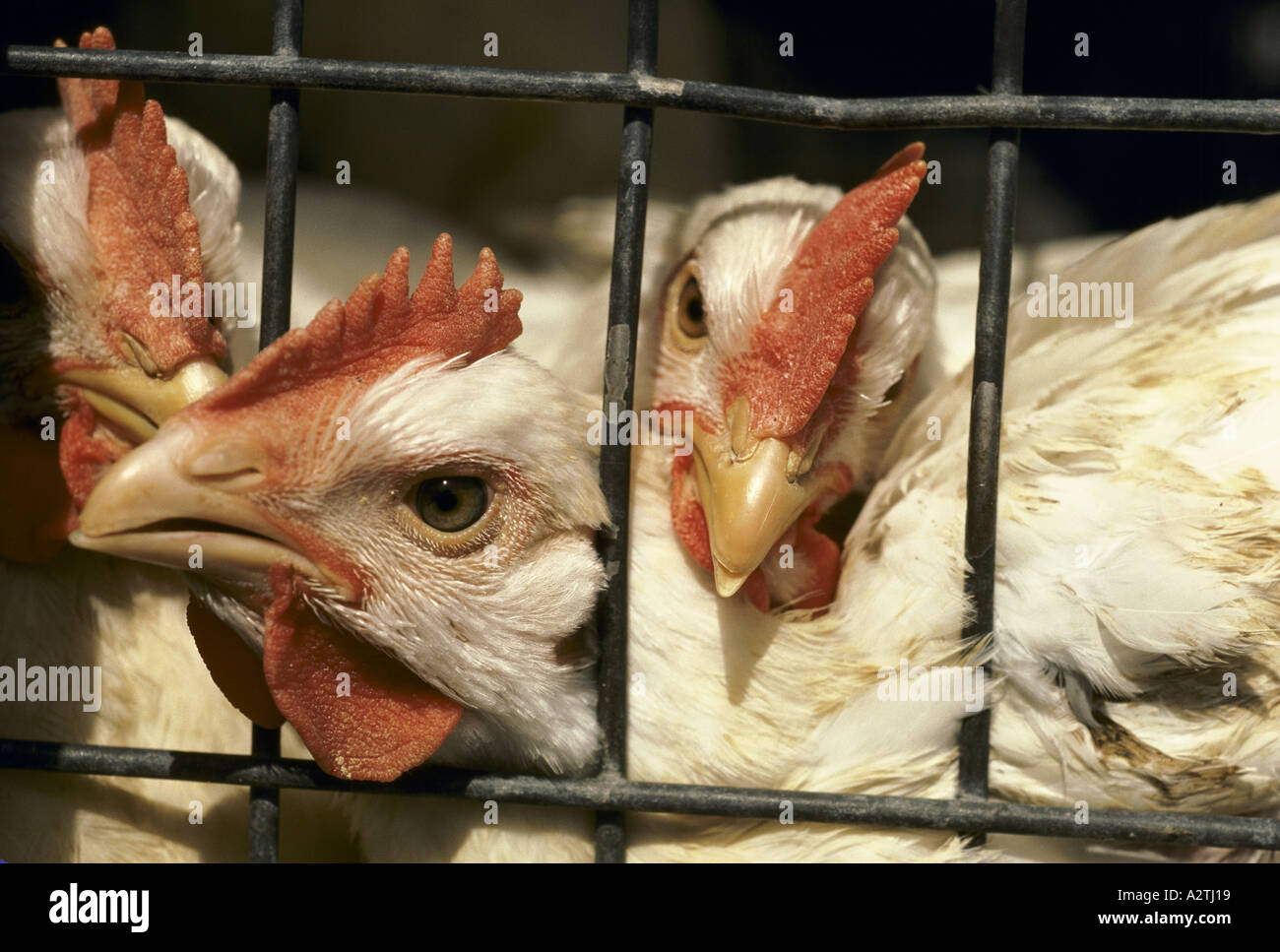 chickens battery farming Stock Photo Alamy