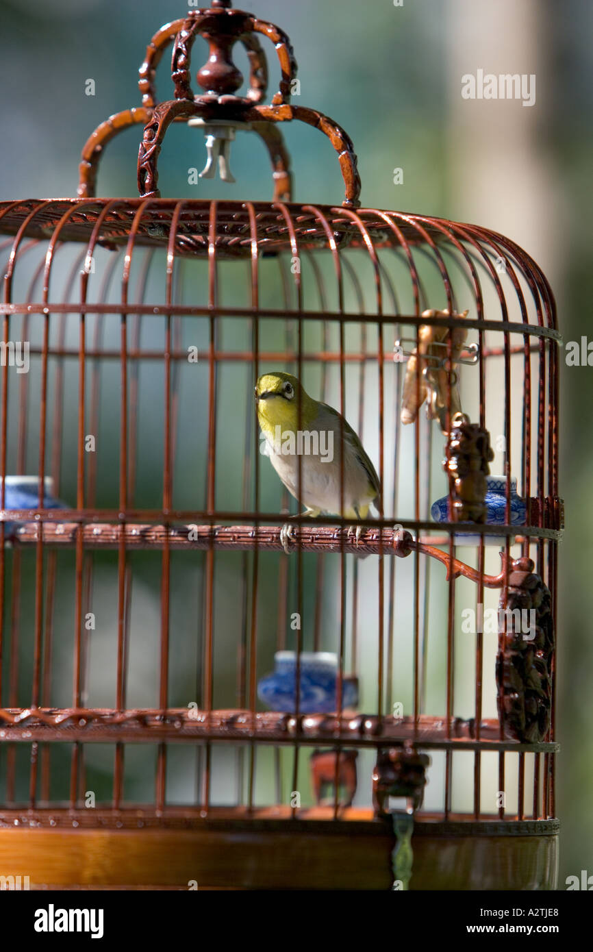 Bird In Cage Hong Kong China Stock Photo Alamy