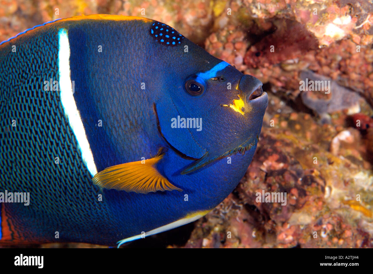 King angelfish in the Galapagos island Stock Photo