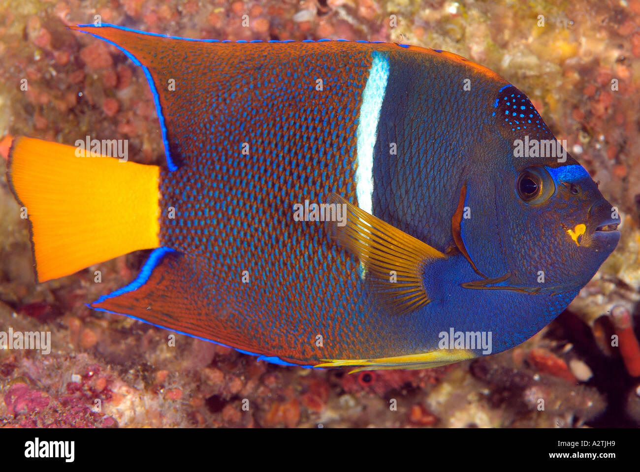 King angelfish in the Galapagos island Stock Photo