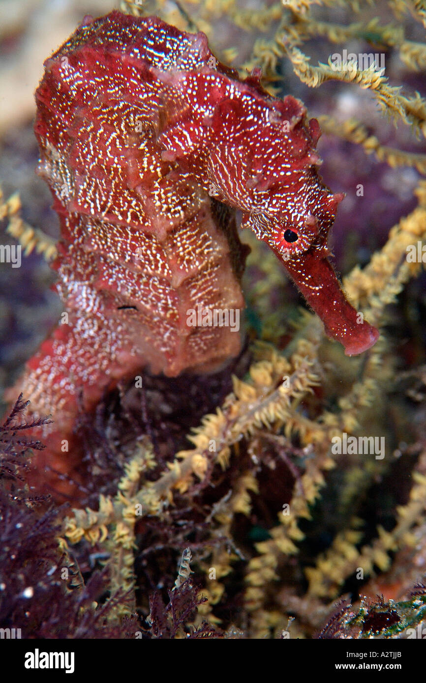 Pacific seahorse in the Galapagos Archipelago Stock Photo