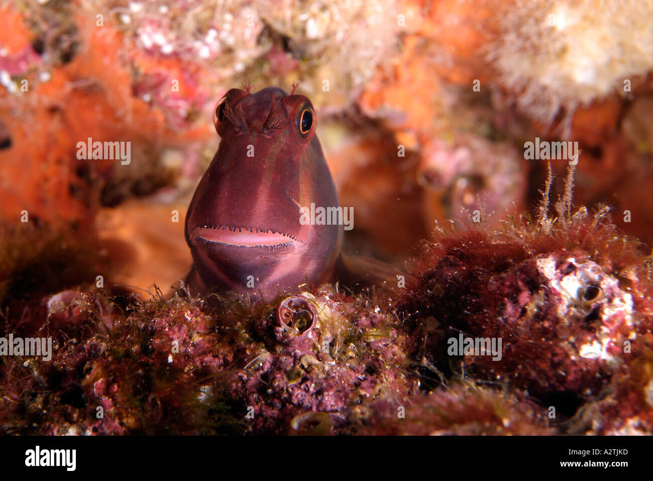 Panamic fanged blenny in the Galapagos Archipelago Stock Photo