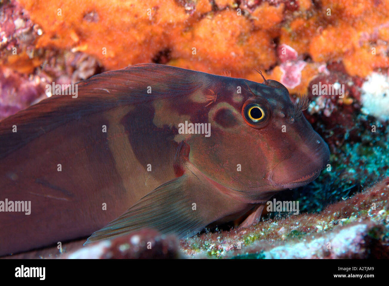 Panamic fanged blenny in the Galapagos Archipelago Stock Photo