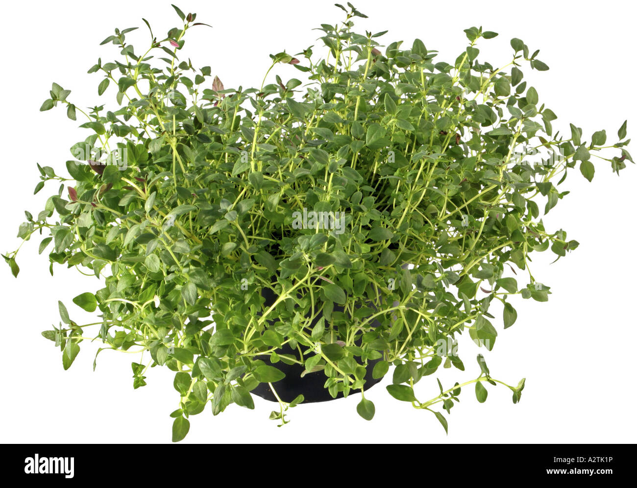 garden thyme, English thyme (Thymus vulgaris), potted plant Stock Photo