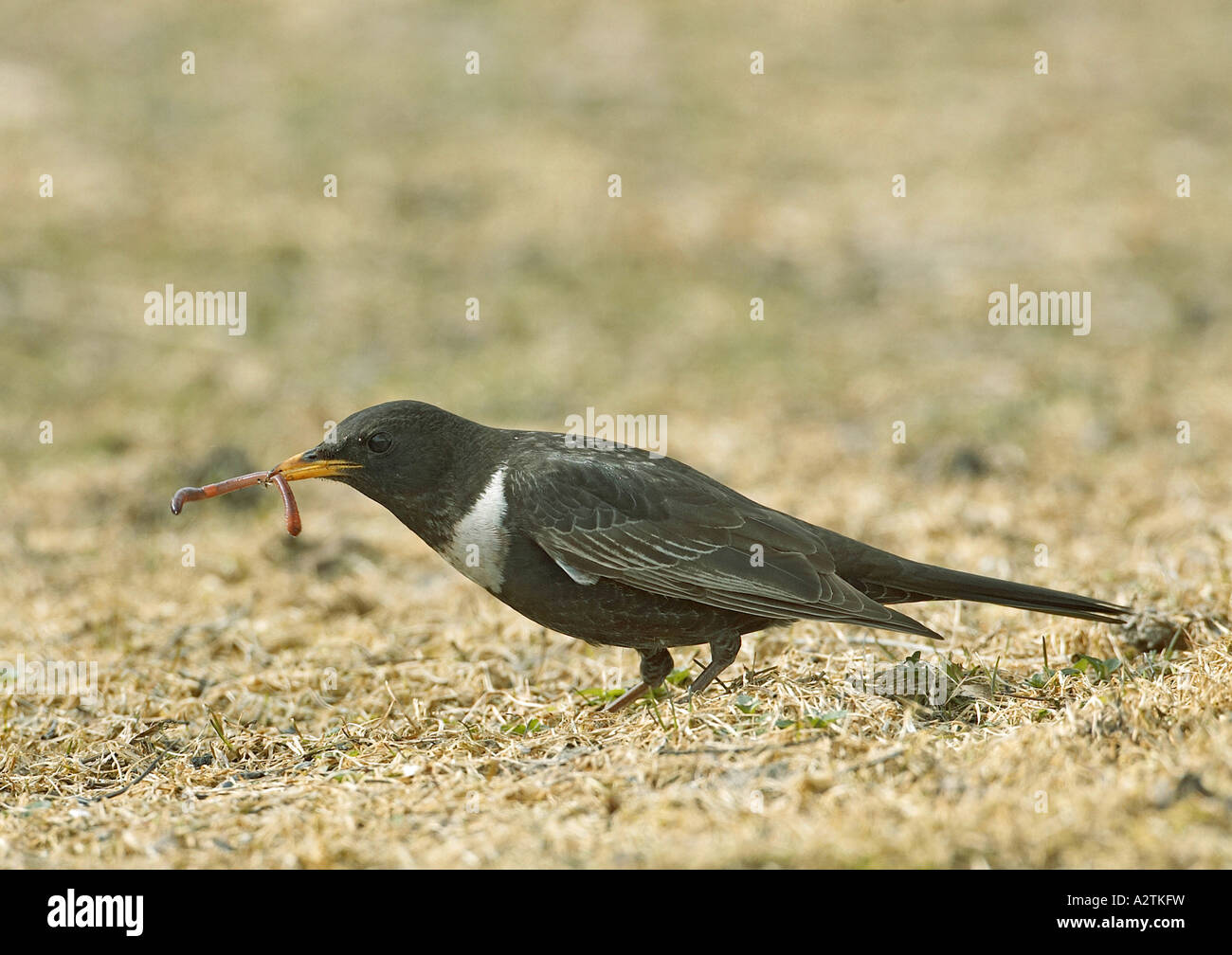 Lanioturdus torquatus hires stock photography and images Alamy