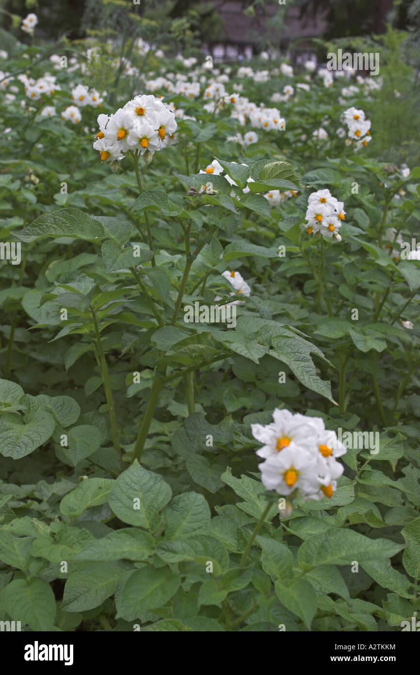 potato (Solanum tuberosum), blooming Stock Photo